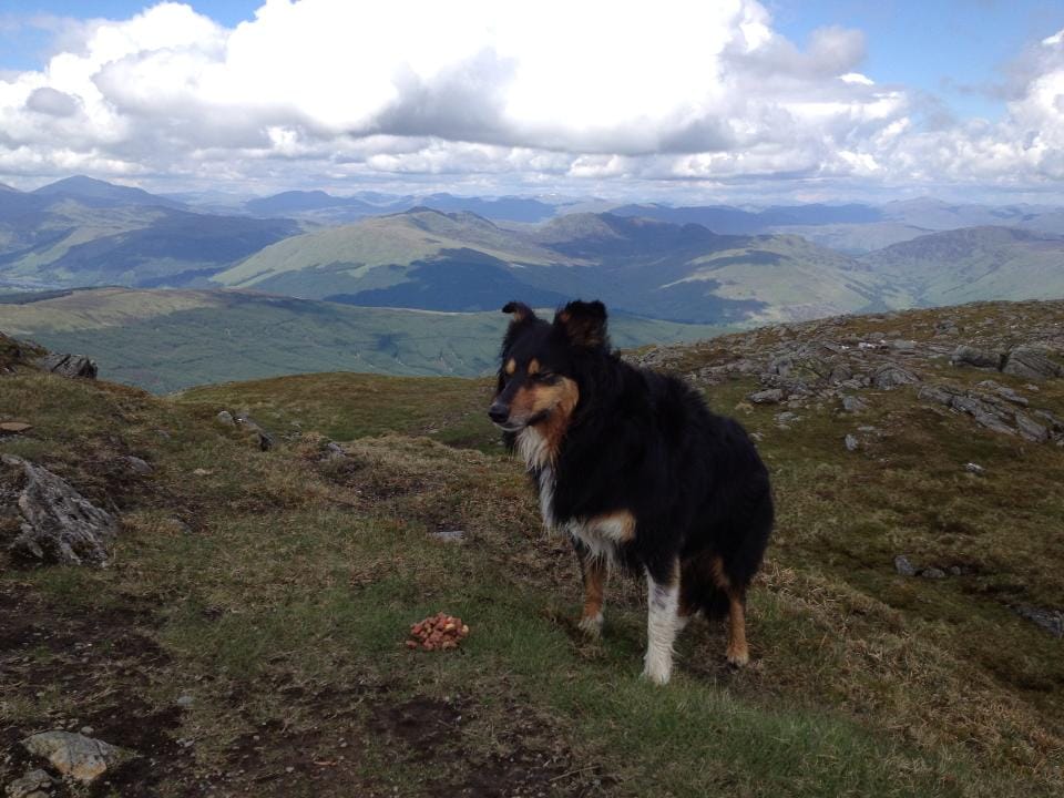 FAITHFUL: Anne's dog Molly