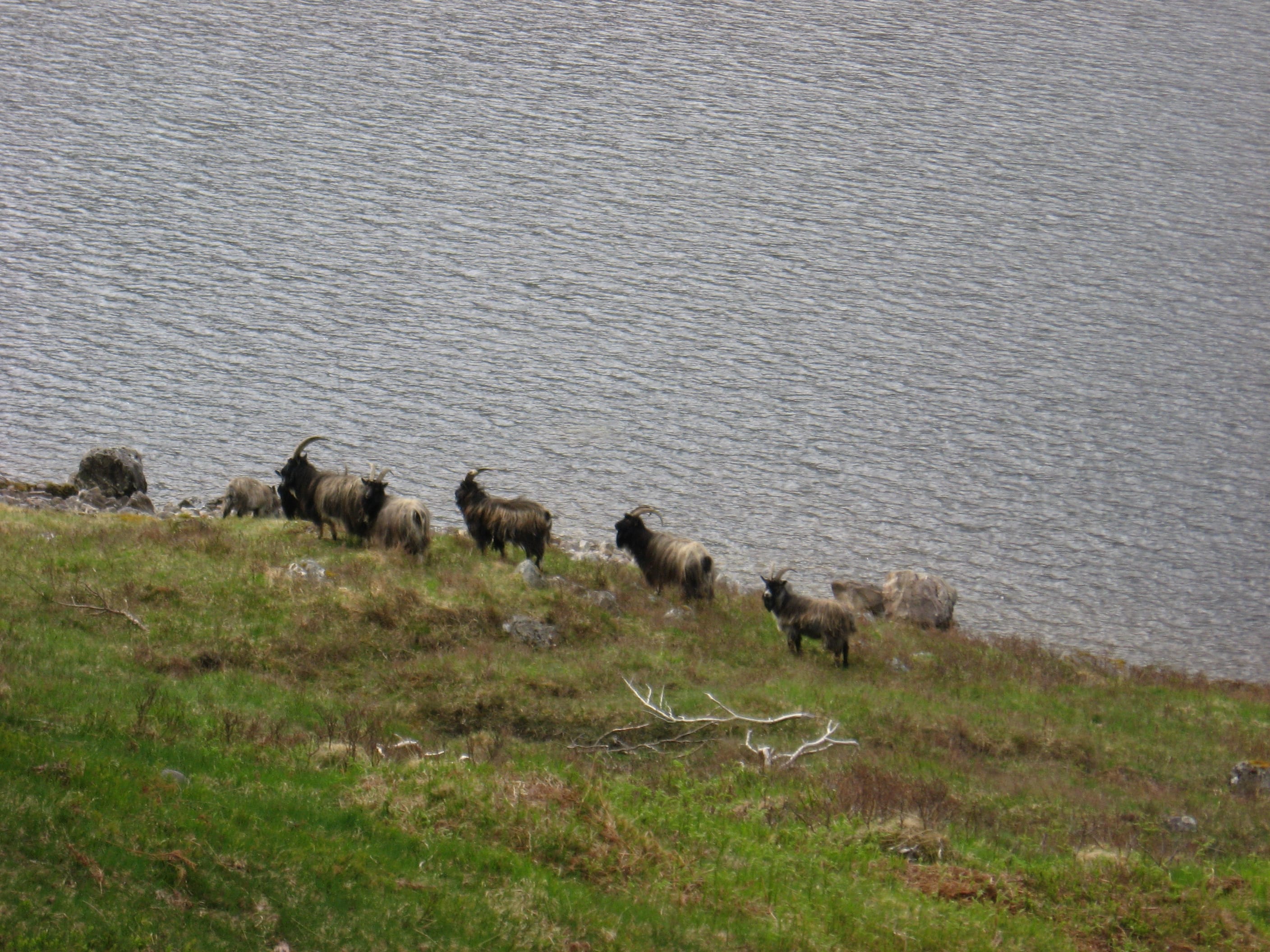 ON THE HOOF: The Mullardoch goats