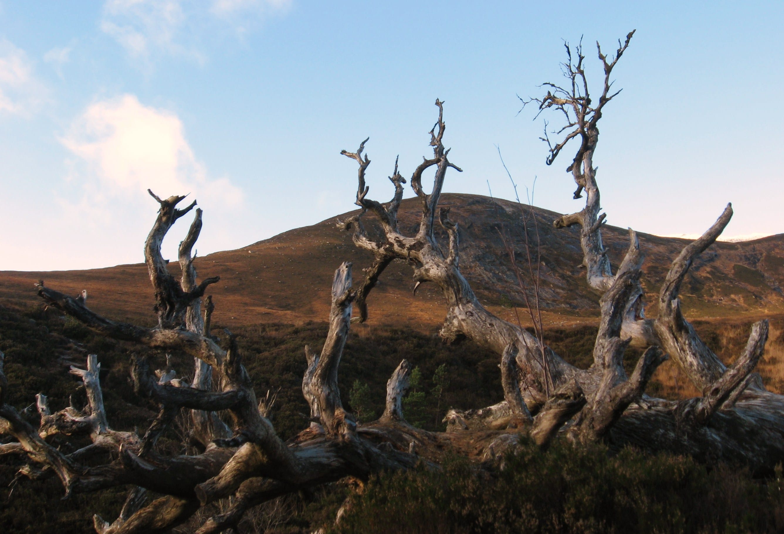 TWISTED OASIS: The great tree