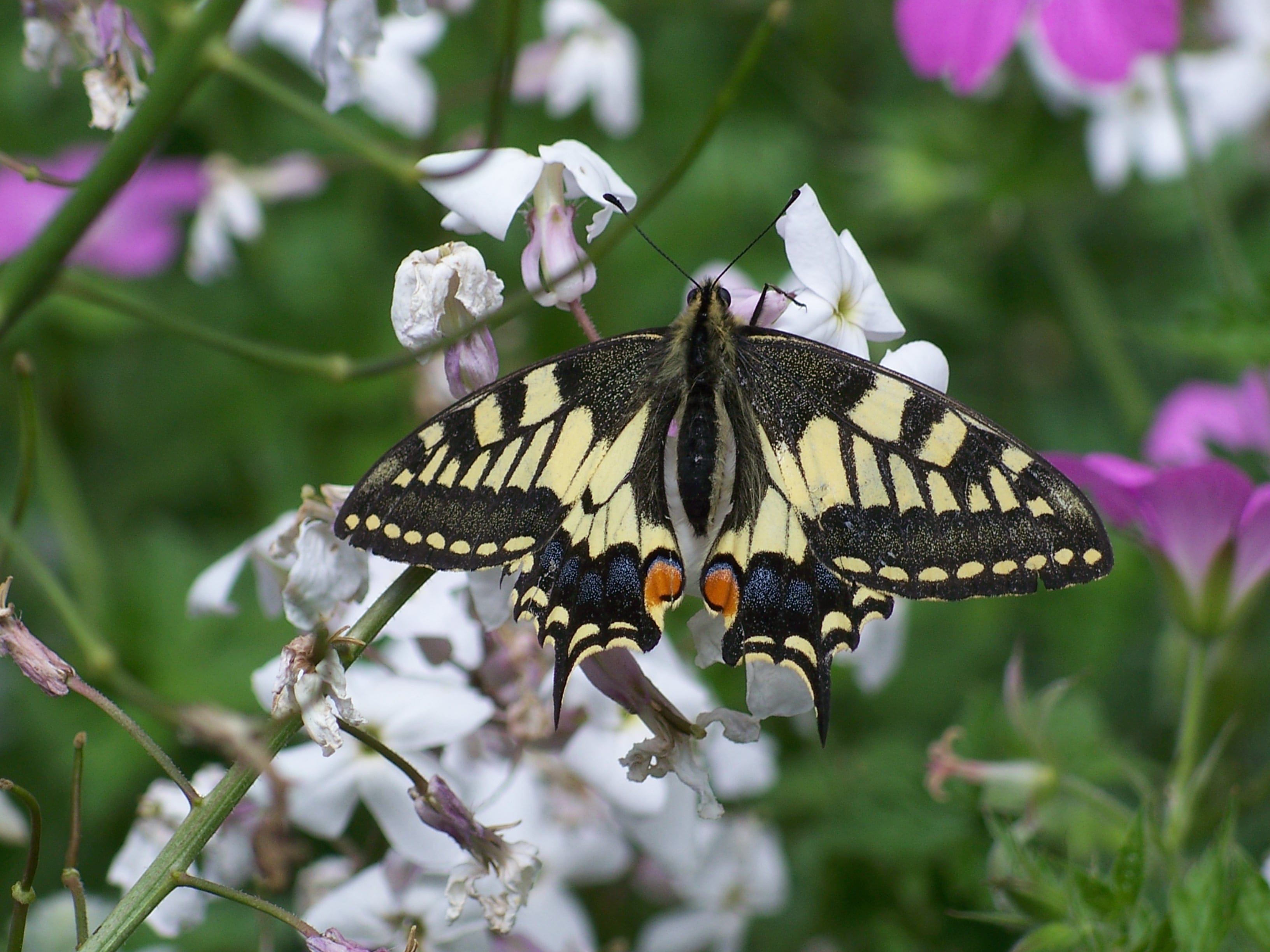 FLEETING BEAUTY: Swallowtail butterfly, active management of habitat has helped its status (Pictures: JOHN GREEN)