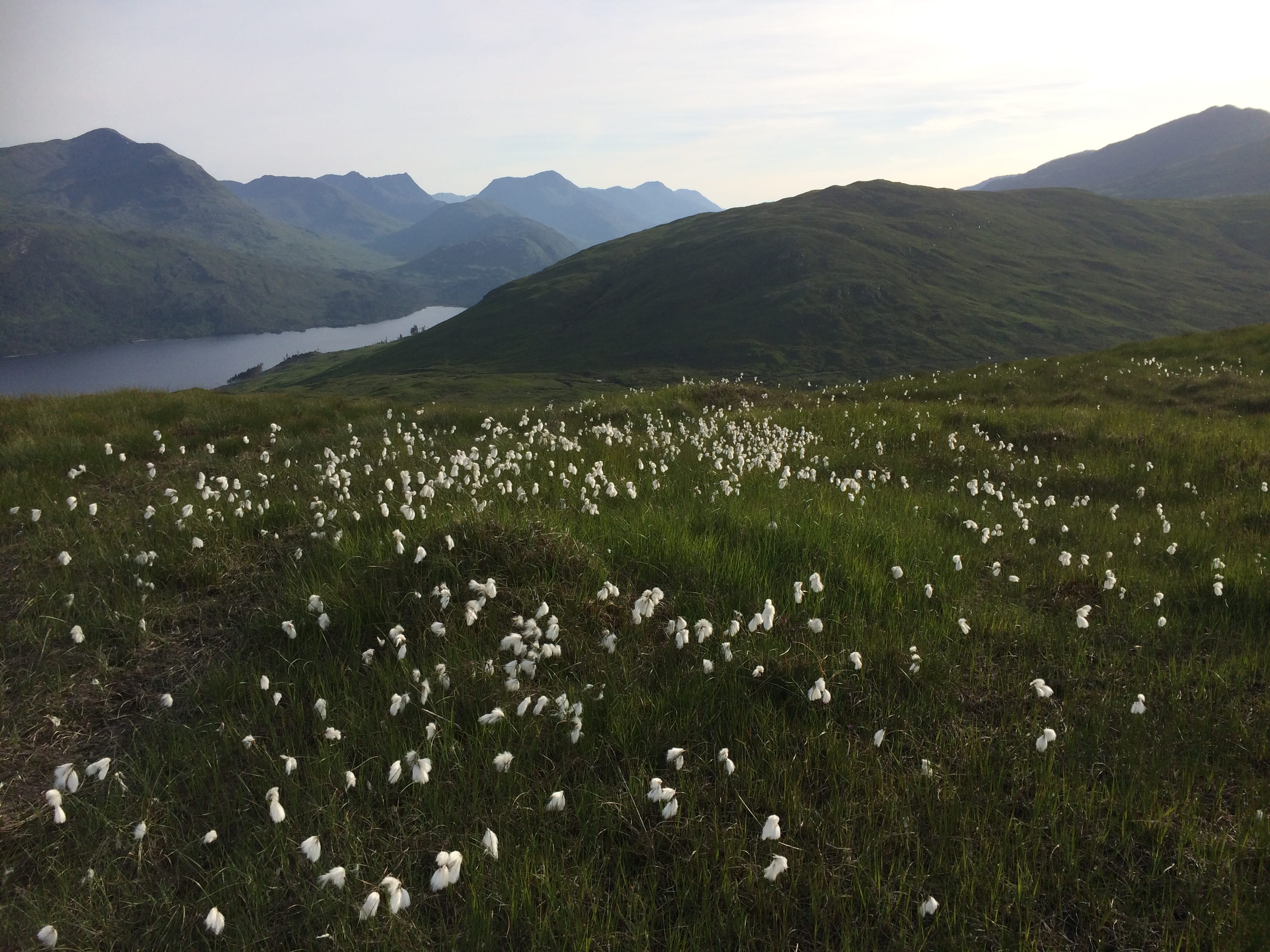 COTTON FIELDS: Looking down Loch Arkaig to distant peaks during an evening descent of Meal Blair
