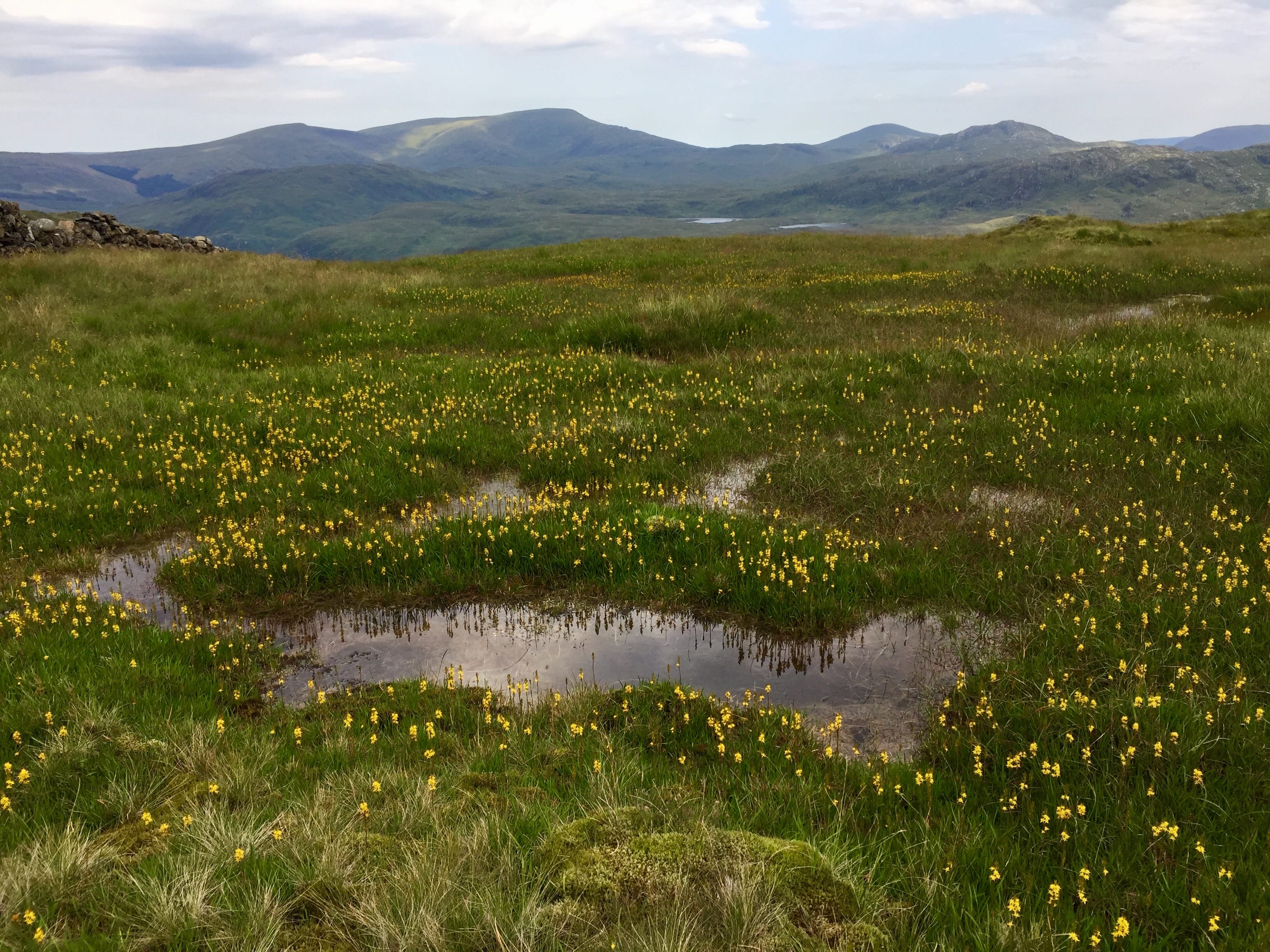 FIELDS OF GOLD: Looking over a sea of bog asphodel to the distant Merrick range from the col below Curleywee