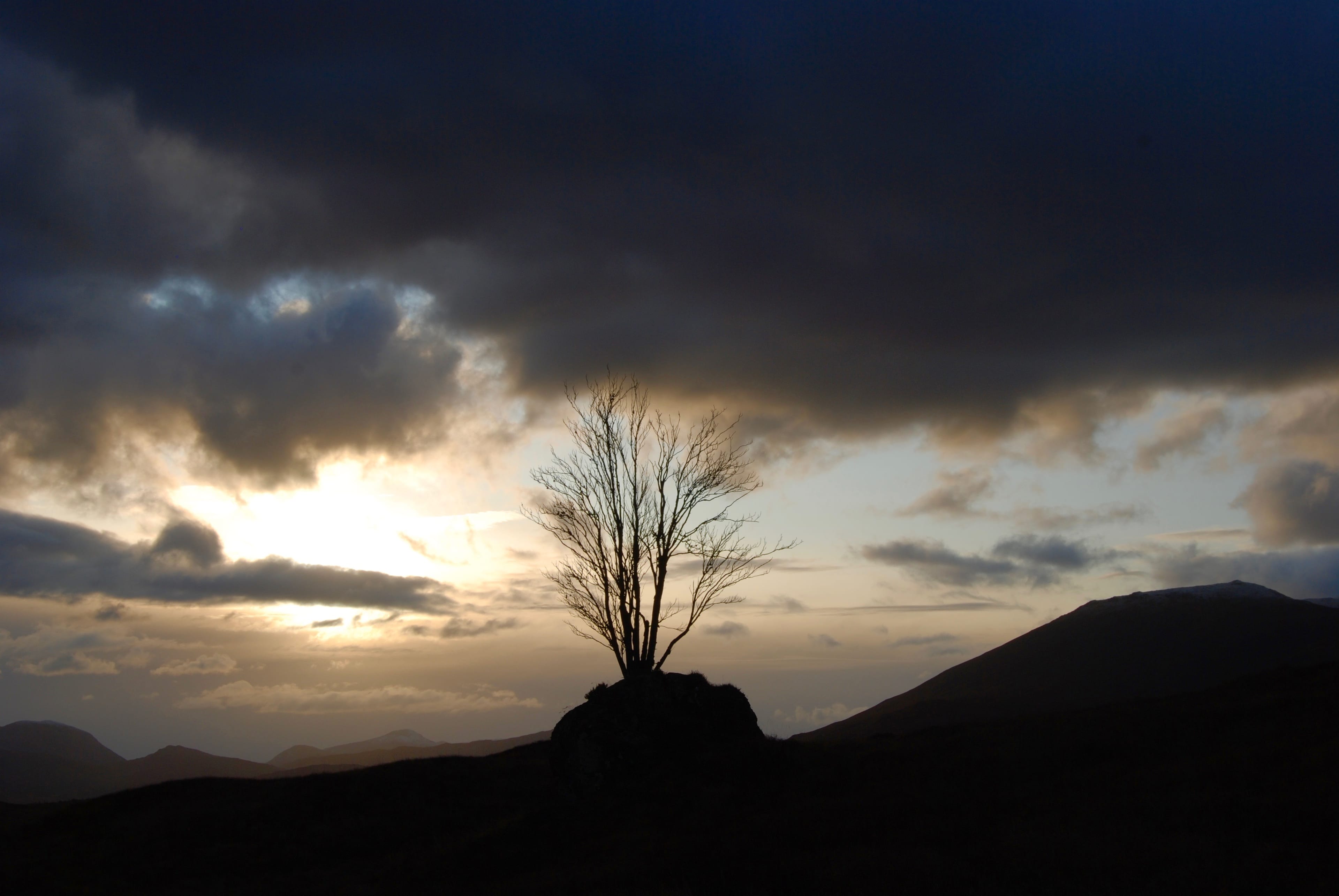 LONE TREE: Rannoch Rowan