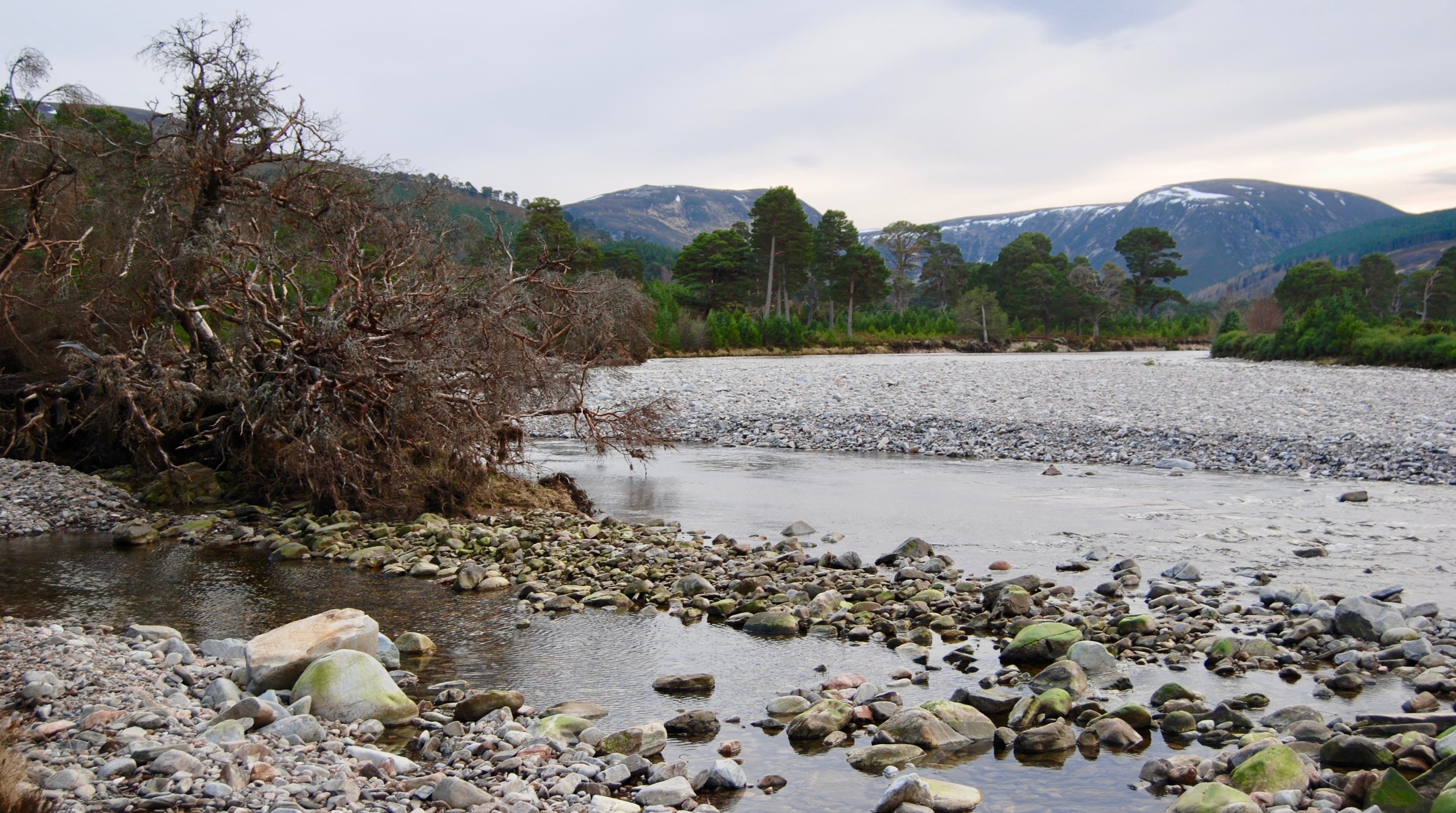 FALLEN GIANT: A toppled tree in Glen Feshie where the damage from a storm five years ago is still very much in evidence