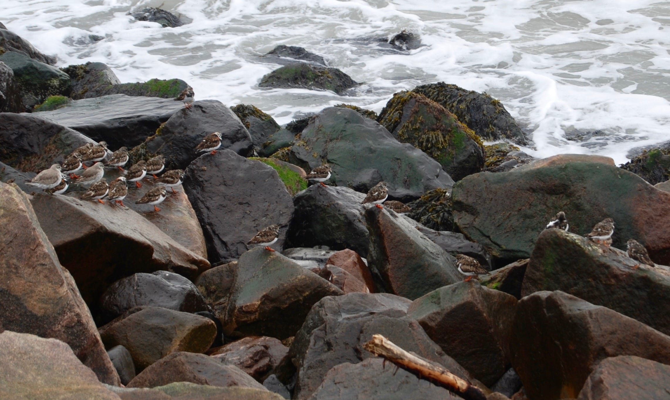 BIRDIE SONG: Turnstones and knots