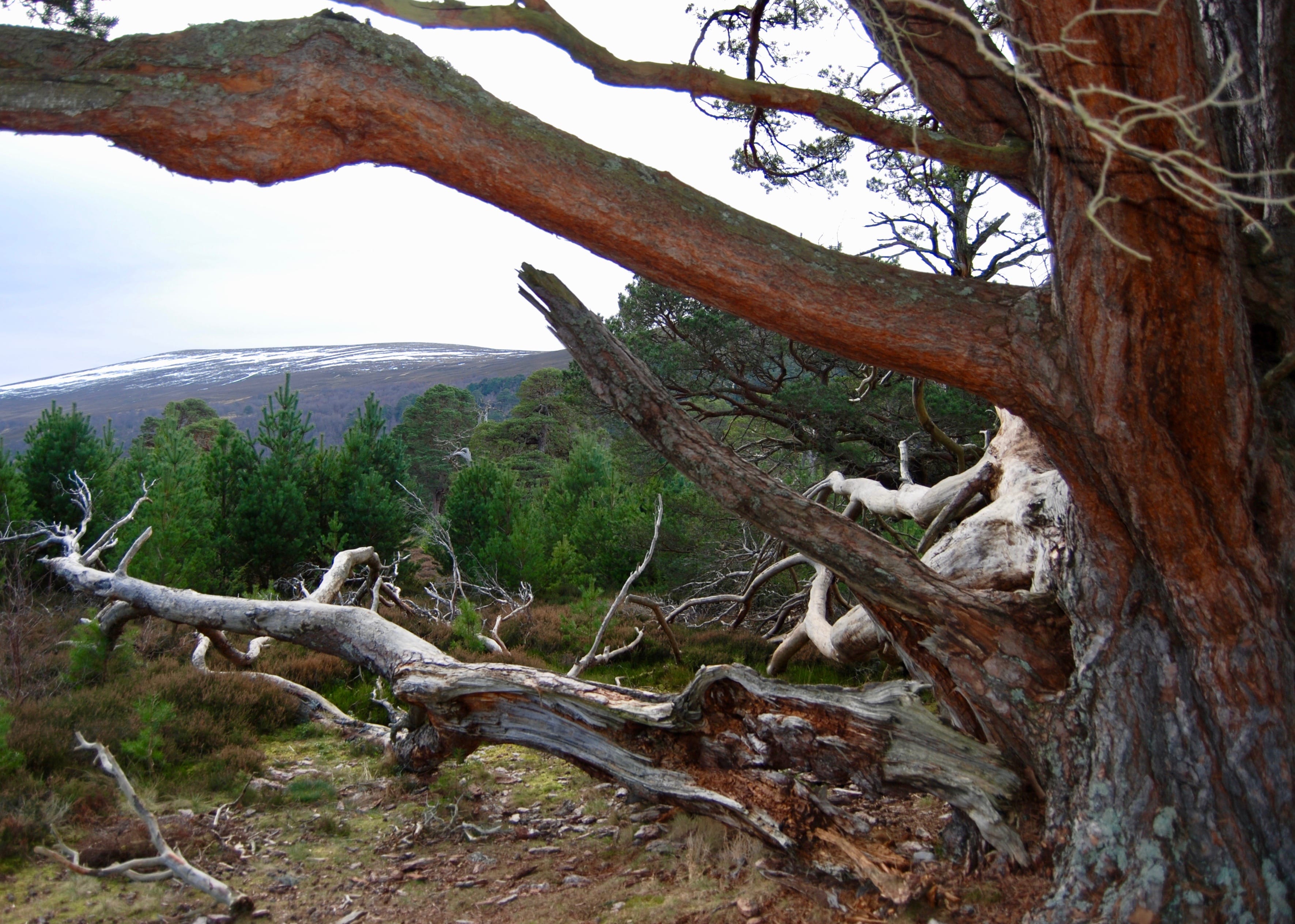 OLD GROWTH, NEW GROWTH: Tree regeneration in Glen Feshie has been one of Scotland's success stories