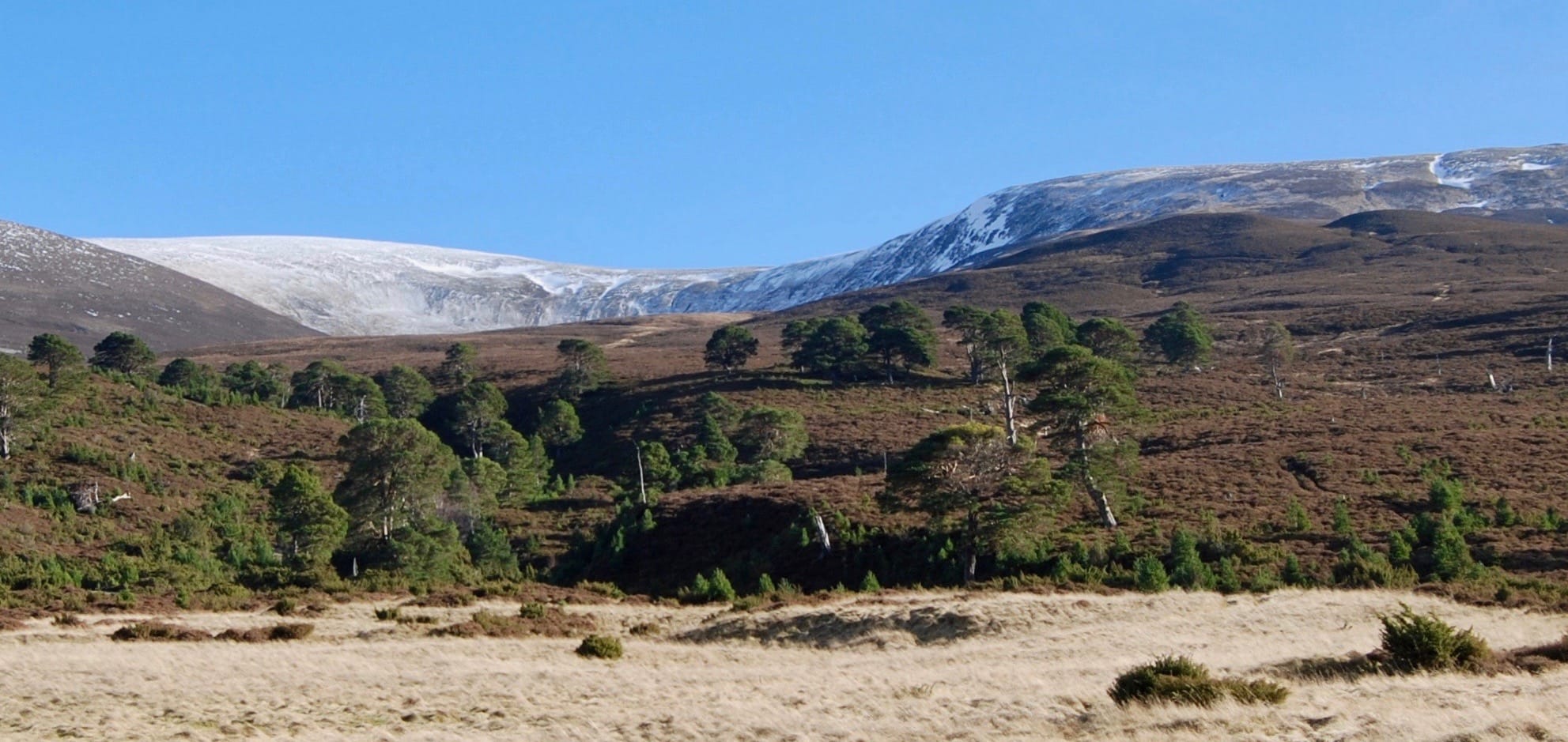 SUCCESS STORY: Glen Feshie