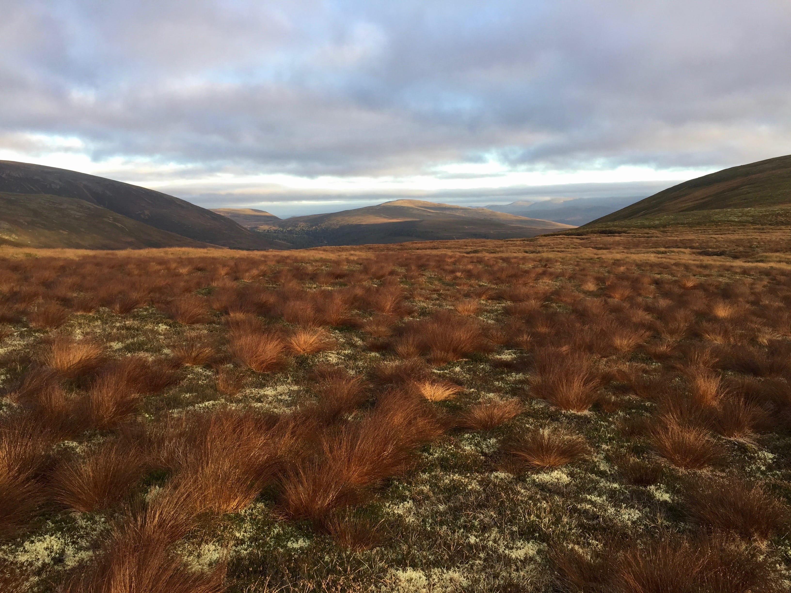 TUFT LOVE: Meall an Lundain flames