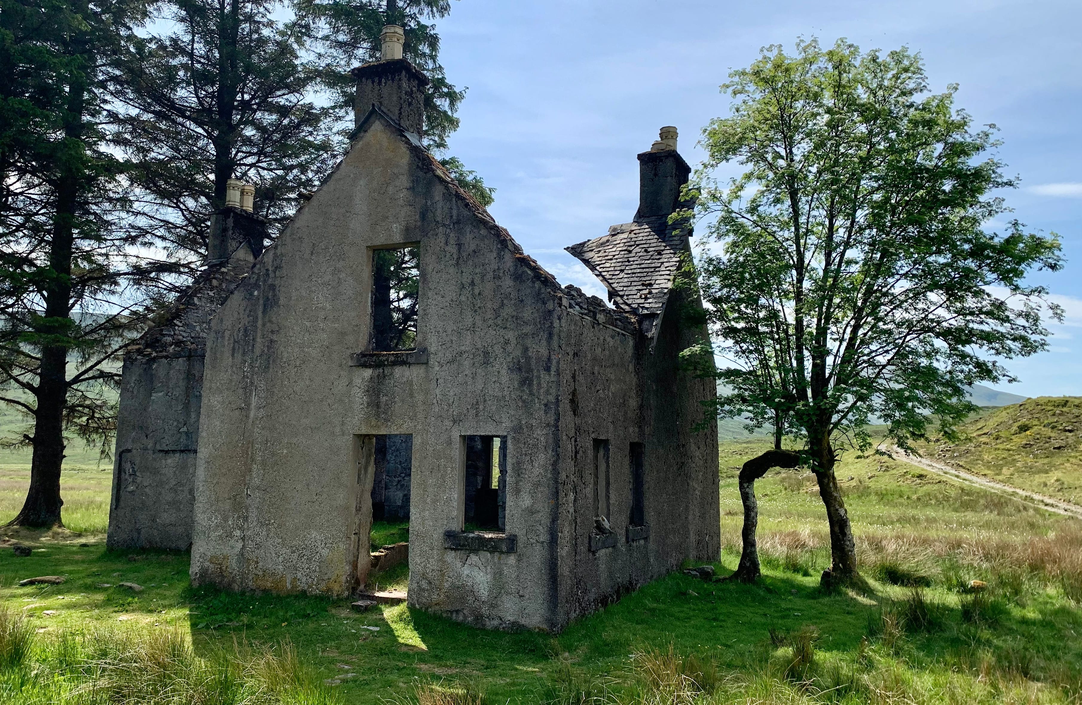 MARCHING ROWAN: The strange tree